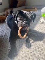 Amelia - Pug Stud