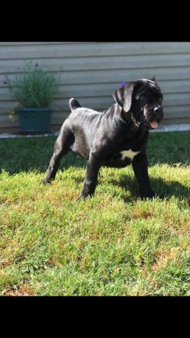 Cane Corso Breeder 27258