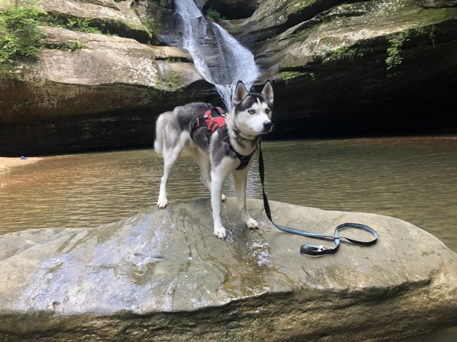 Siberian Husky Stud 30573