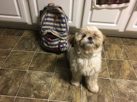Brittany Jacobs - Shih Tzu Stud