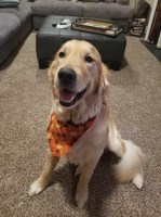 Amy Donovan - Golden Retriever Stud