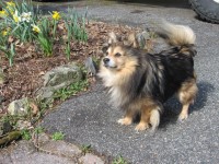 Andy - Pomeranian Stud