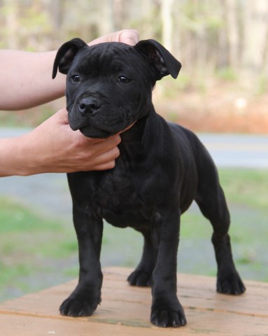 staffy breeder near me