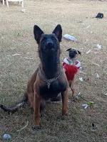 Carlos Diaz - Malinois Stud