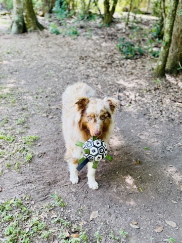 Australian Shepherd Dog Stud 31800