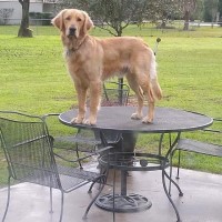 Amanda - Golden Retriever Stud