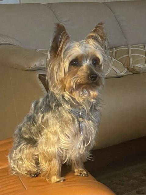 Yorkshire Terrier Stud 25804