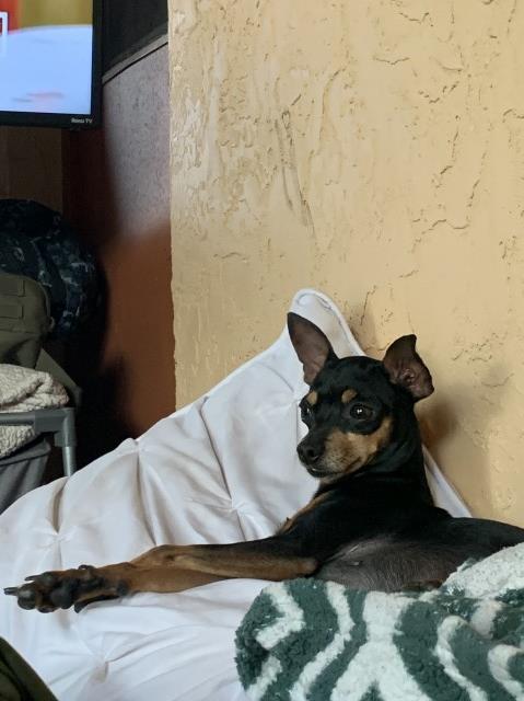 Miniature Pinscher Stud 28132