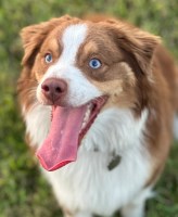 Walkabout Aussies Australian Shepherd Dog breeder