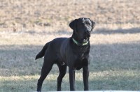 Lisa Ferrante - Labrador Retriever Stud