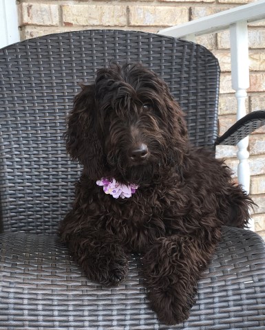 Labradoodle Breeder 31228