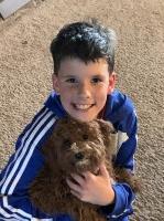 Emily Meadows - Goldendoodle Stud