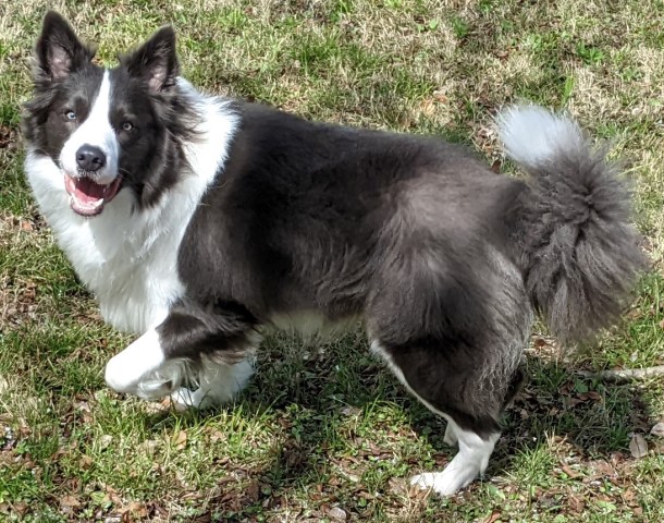 Border Collie Stud 30032