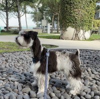 Nathy - Miniature Schnauzer Stud