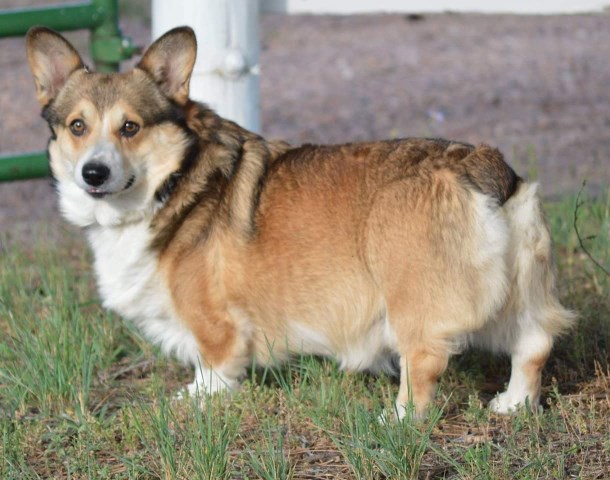 Pembroke Welsh Corgi Breeder 27662
