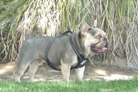 Micah - French Bulldog Stud