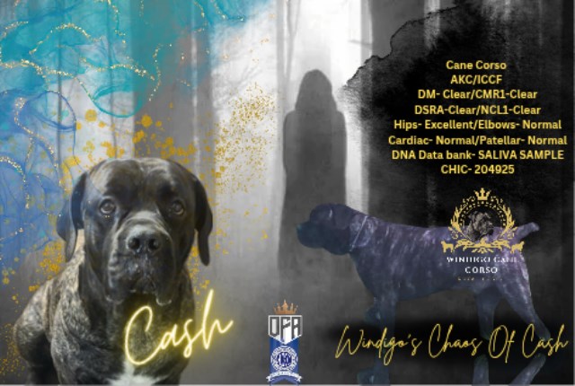Windigo Cane Corso