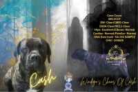 Cane Corso thumbnail