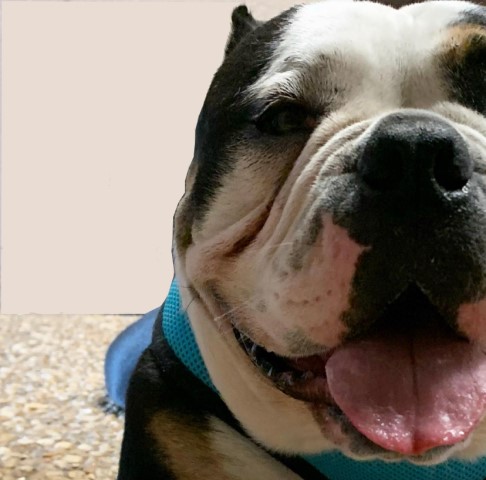 English Bulldog Stud 29120