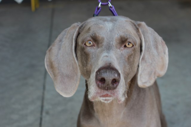 Weimaraner Breeder 18103