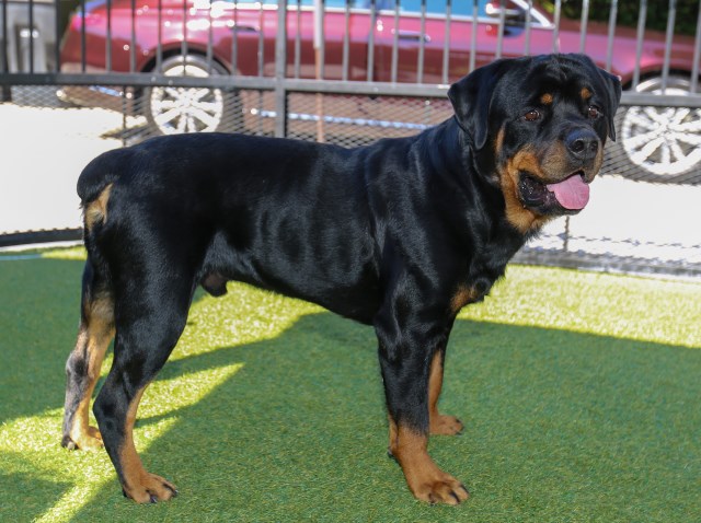 Rottweiler Breeder 31114
