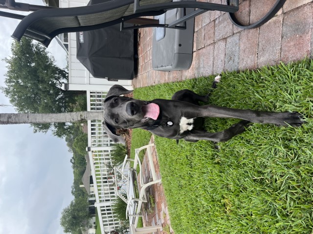Great Dane Stud 31217