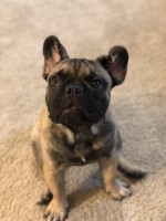 Kristin - French Bulldog Stud