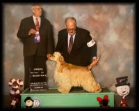 Wunderland Cocker Spaniels American Cocker Spaniel breeder