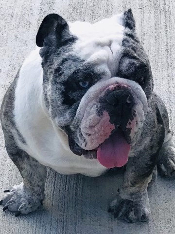 English Bulldog Stud 27673