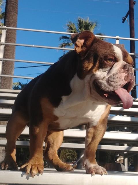 English Bulldog Stud 27755