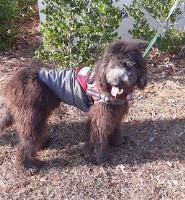 kk kissel - Goldendoodle Stud