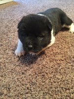 Country Akitas Akita breeder