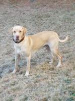 Kacy Smith - Labrador Retriever Stud