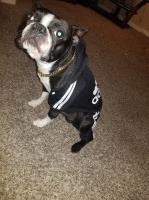 Mickey - Boston Terrier Stud