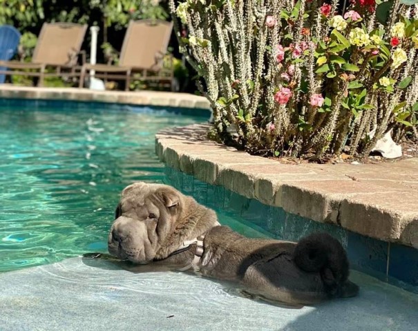 Chinese Shar Pei Stud 28278