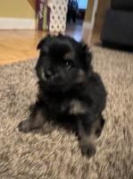 Priestley Pomeranians Pomeranian breeder