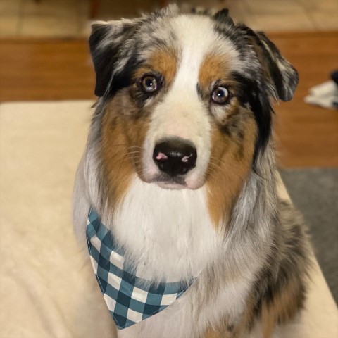 Australian Shepherd Dog Stud 29962