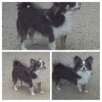 Gods Creations Chihuahua breeder