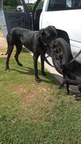 Twin Flame Great Danes Atlanta
