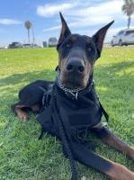 Zuly - Doberman Pinscher Stud