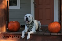 Sami's Labs