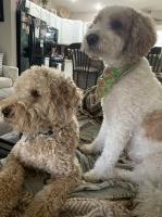 Brenda Kubiak - Goldendoodle Stud