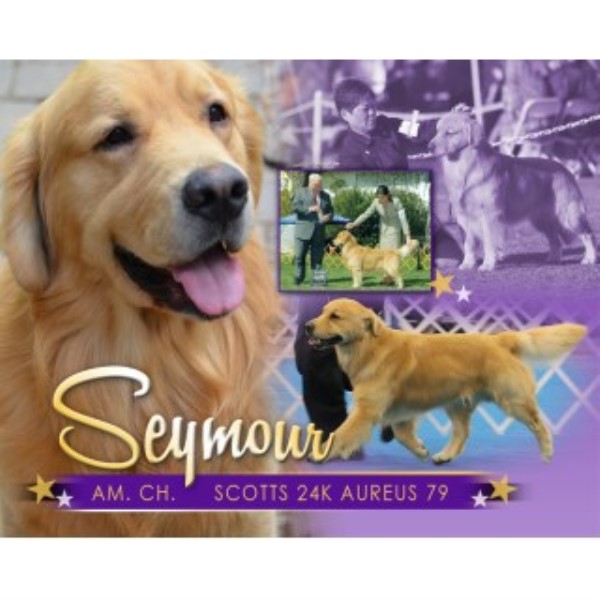 golden retrievers los angeles aureus goldens golden retriever stud in los angeles california golden retrievers los angeles aureus goldens golden retriever stud in los angeles california