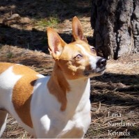 Sundance Kennels Rat Terrier breeder