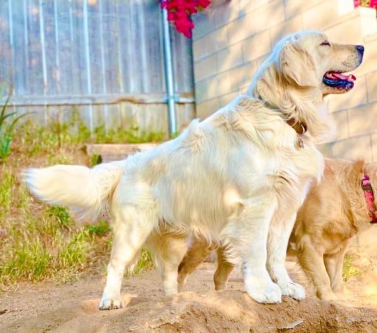 Belvedere Golden Retriever