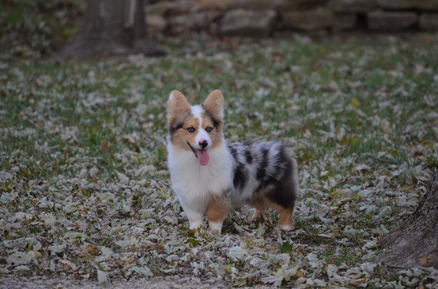 Pembroke Welsh Corgi Stud 30745