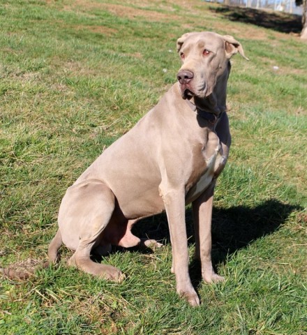 Great Dane Stud 29102