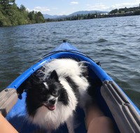 Alaina Johnston - Pomeranian Stud