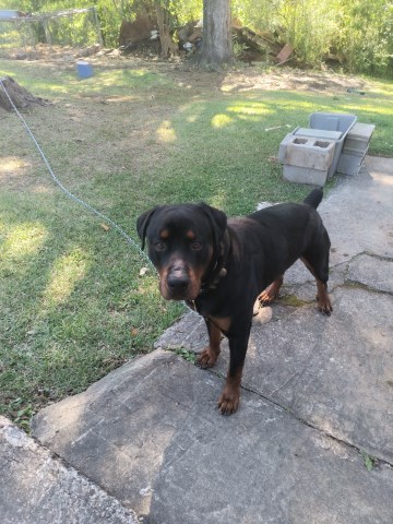Rottweiler Stud 31957