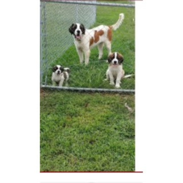 Saint Bernard Breeder 25221